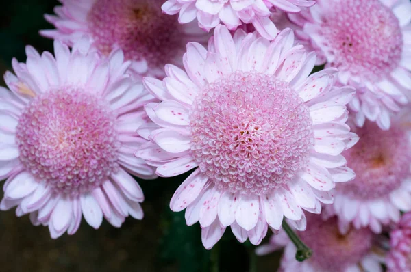 Sehr Schöne Chrysanthemen Aufgenommen Auf Einem Makro Verschiedenen Farben — Stockfoto