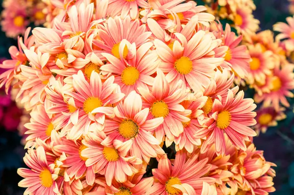 Sehr Schöne Chrysanthemen Aufgenommen Auf Einem Makro Verschiedenen Farben — Stockfoto