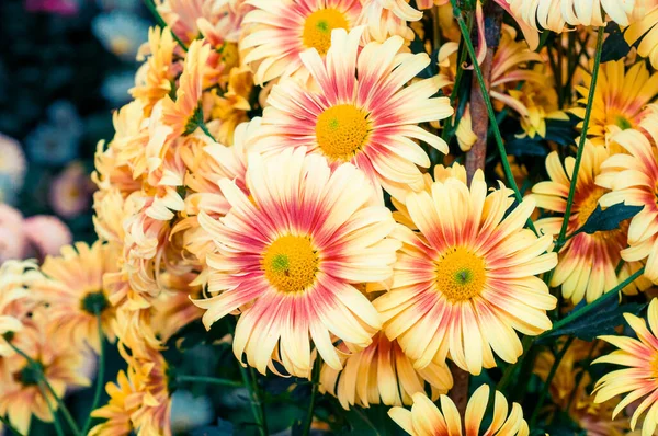 Crisantemos Muy Bonitos Grabados Una Macro Diferentes Colores — Foto de Stock