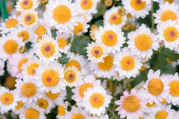 Mycket Vacker Krysantemum Sköt Ett Makro Olika Färger — Stockfoto