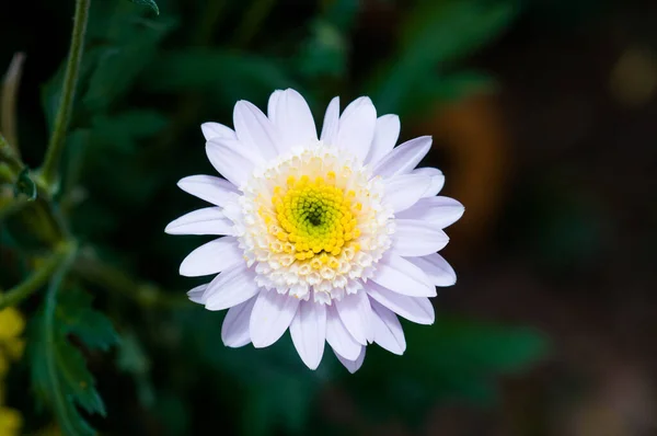 Crisantemos Muy Bonitos Grabados Una Macro Diferentes Colores — Foto de Stock