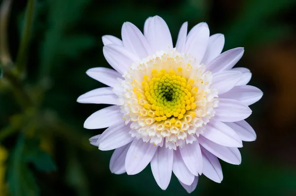 Sehr Schöne Chrysanthemen Aufgenommen Auf Einem Makro Verschiedenen Farben — Stockfoto