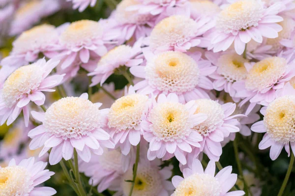 Crisantemos Muy Bonitos Grabados Una Macro Diferentes Colores —  Fotos de Stock
