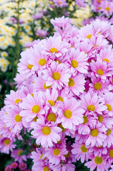 Красивые Хризантемы Снятые Макрос Разных Цветов — стоковое фото