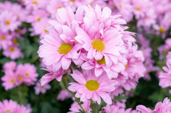 Sehr Schöne Chrysanthemen Aufgenommen Auf Einem Makro Verschiedenen Farben — Stockfoto