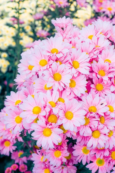 Crisantemos Muy Bonitos Grabados Una Macro Diferentes Colores —  Fotos de Stock
