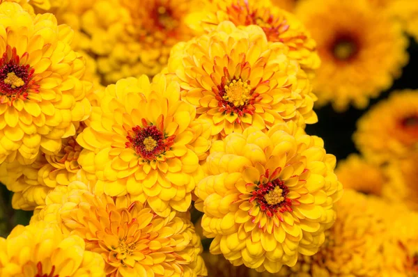 Красивые Хризантемы Снятые Макрос Разных Цветов — стоковое фото