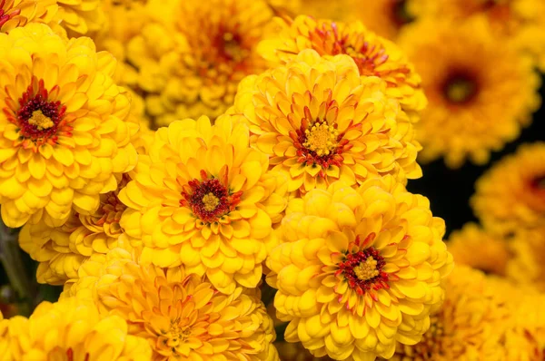 Sehr Schöne Chrysanthemen Aufgenommen Auf Einem Makro Verschiedenen Farben — Stockfoto