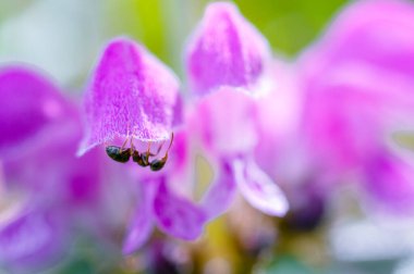 Yabani çiçekler farklı renklerden çok güzeldir.