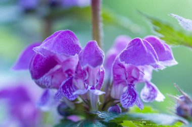 Yabani çiçekler farklı renklerden çok güzeldir.
