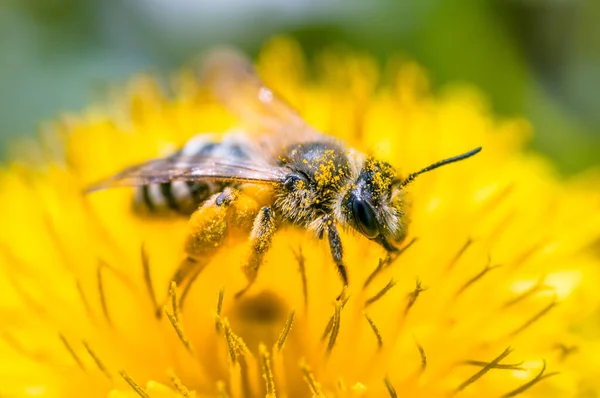 黄色の花の美しい蜂はとても近くにあります — ストック写真