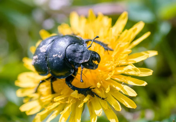 Gran Escarabajo Negro Sobre Una Flor Amarilla — Foto de Stock