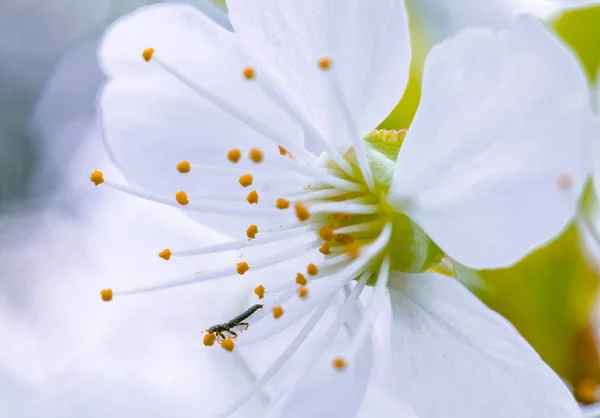 Schöne Blume Ist Sehr Nah Blühender Apfelbaum Makro — Stockfoto