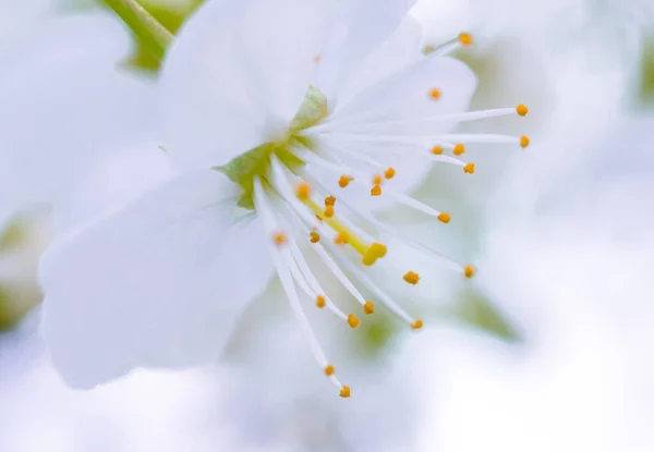 美しい花はとても近くマクロにリンゴの木を咲かせます — ストック写真