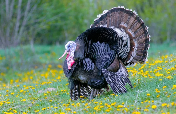 Muy Hermoso Tom Pavo Campo —  Fotos de Stock