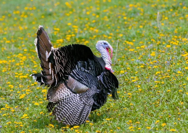 Muy Hermoso Tom Pavo Campo —  Fotos de Stock