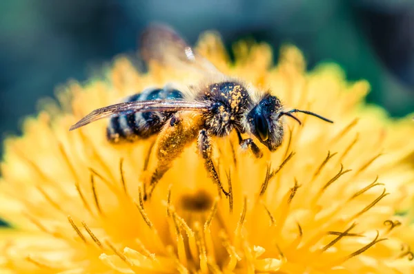 Schöne Biene Auf Einer Blume Gelb Ist Sehr Nah — Stockfoto