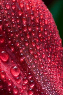  kırmızı çiçek makro damlalarda