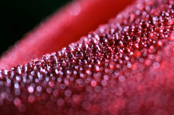 Rote Blume Makro Tropfen — Stockfoto