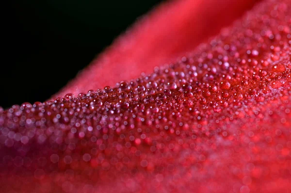 Vörös Virág Makró Cseppekben — Stock Fotó