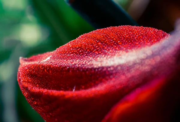 Rote Blume Makro Tropfen — Stockfoto