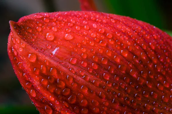 Červená Květina Makro Kapkách — Stock fotografie