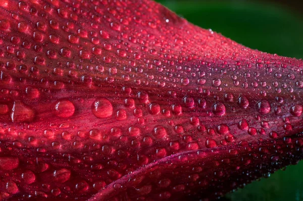 Rote Blume Makro Tropfen — Stockfoto