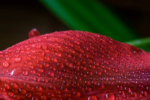 大滴红花 — 图库照片