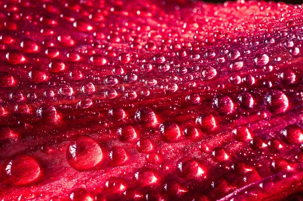 Rote Blume Makro Tropfen — Stockfoto