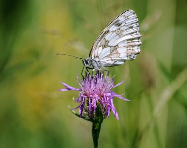 Yeşil arka planda bir çiçeğin üzerinde güzel bir kelebek