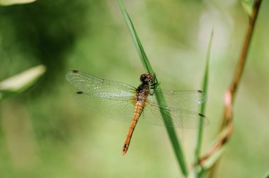 Çok güzel kanatları olan bir filizin üzerinde yusufçuk.