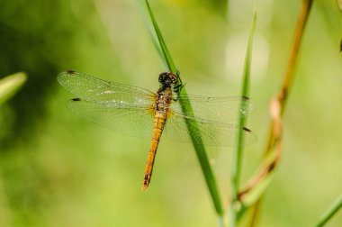 Çok güzel kanatları olan bir filizin üzerinde yusufçuk.