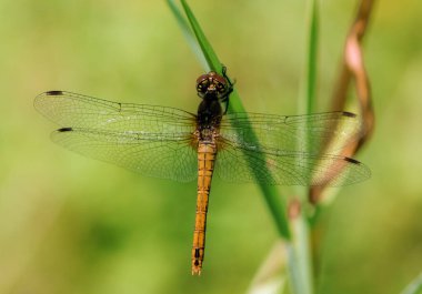 Çok güzel kanatları olan bir filizin üzerinde yusufçuk.