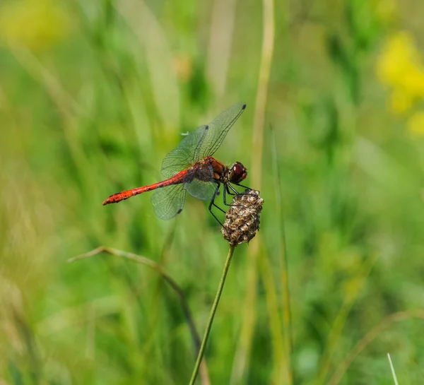 Libelle Auf Einem Feld Auf Einem Trieb Mit Sehr Schönen — Stockfoto