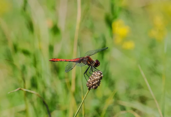 Libellula Campo Germoglio Con Bellissime Ali — Foto Stock