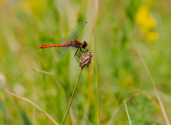 Dragonfly Field Sprout Very Beautiful Wings — Stock Photo, Image