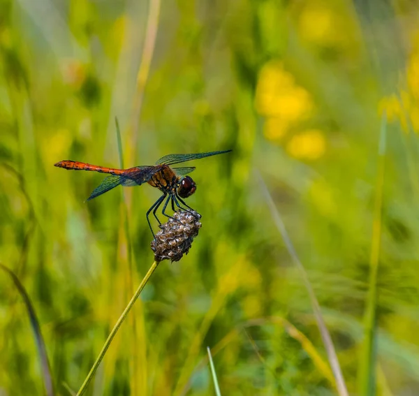 Libelle Auf Einem Feld Auf Einem Trieb Mit Sehr Schönen — Stockfoto