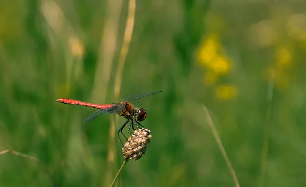 Libellula Campo Germoglio Con Bellissime Ali — Foto Stock