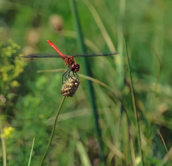 Libellula Campo Germoglio Con Bellissime Ali — Foto Stock