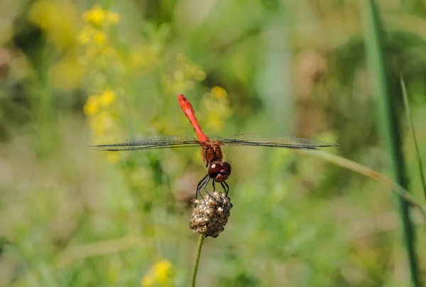 Libellula Campo Germoglio Con Bellissime Ali — Foto Stock