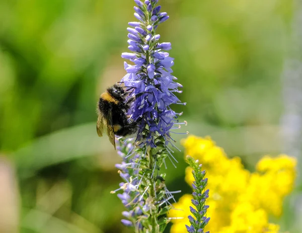 Biene Auf Einer Blume — Stockfoto