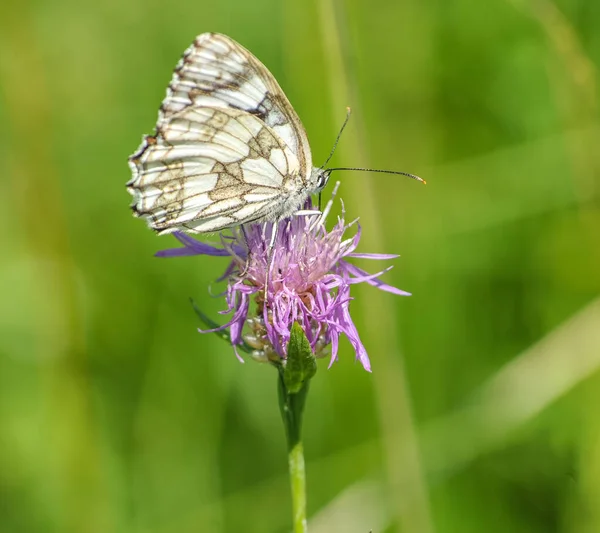 Beau Papillon Sur Une Fleur Sur Fond Vert — Photo