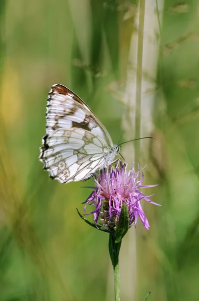 Beau Papillon Sur Une Fleur Sur Fond Vert — Photo