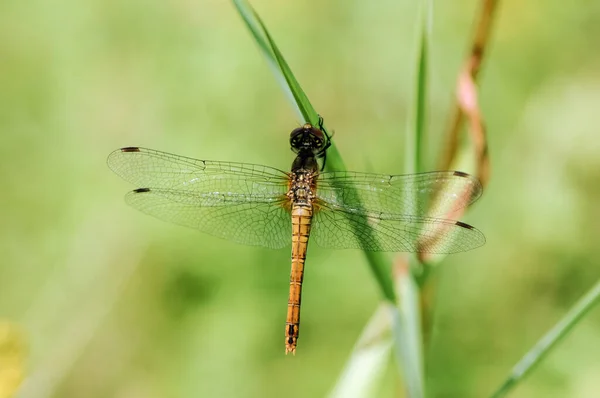 Libellula Campo Germoglio Con Bellissime Ali — Foto Stock