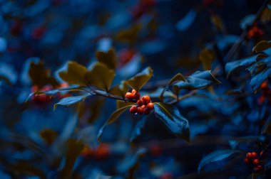 Kırmızı Rowan, viburum berry çok güzel bir ışıkta