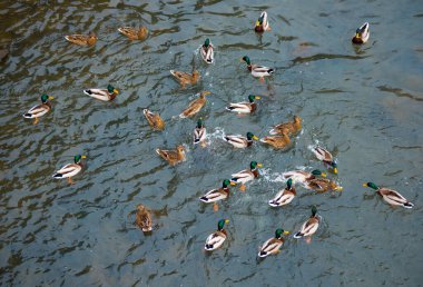 Suda ördek sürüsü