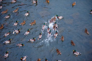 Suda ördek sürüsü