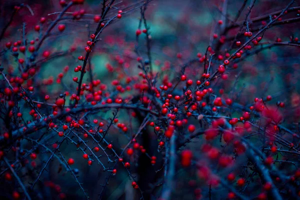 Röd Rönn Viburnum Bär Ett Mycket Vackert Ljus — Stockfoto