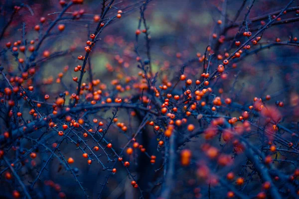 Red Rowan Viburnum Berry Una Luz Muy Hermosa — Foto de Stock
