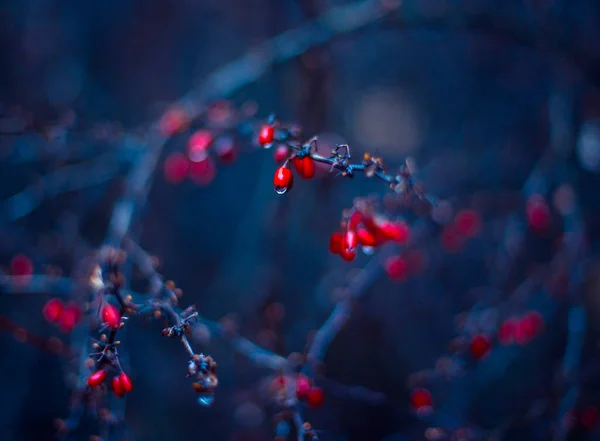 赤いローワンビブラムベリーはとても美しい光の中で — ストック写真